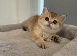 Bonnie - Scottish Straight Kitten For Sale - Houston, TX, US