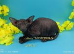 Tiffany Peterbald - Oriental Cat For Sale - Norwalk, CT, US