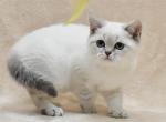 Xenia - Scottish Straight Cat For Sale - Norwalk, CT, US