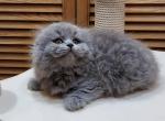 Liza - Scottish Fold Cat For Sale - Hollywood, FL, US