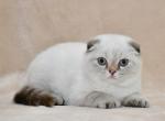 Xanda - Scottish Fold Cat For Sale - Hollywood, FL, US