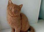 Kelvin - British Shorthair Cat For Sale - Norwalk, CT, US