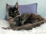 Gotika - Maine Coon Cat For Sale - Norwalk, CT, US