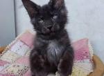 Black Bars - Maine Coon Cat For Sale - Pembroke Pines, FL, US