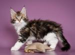 Urman - Maine Coon Cat For Sale - Norwalk, CT, US