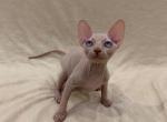 Alicia - Sphynx Cat For Sale - Brooklyn, NY, US