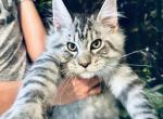 Large baby boy silver Maine Coon - Maine Coon Cat For Sale - FL, US