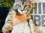 Gentle Giants Maine Coon - Maine Coon Cat For Sale - FL, US