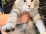 Maine Coon Gentle Giants - Maine Coon Cat For Sale - FL, US