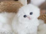 FLUFFY - Scottish Fold Cat For Sale - Fontana, CA, US