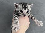 Silver girl 1 - Bengal Kitten For Sale - 