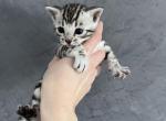 Silver girl 2 - Bengal Cat For Sale - WA, US