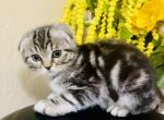 Nini's Kittens - Scottish Fold Cat For Sale - Brooklyn Park, MN, US