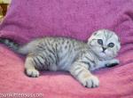 Snow leopard silver tabby baby girl - Scottish Fold Kitten For Sale - CA, US