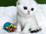 Snow silver shaded chinchilla green eyed baby boy - Scottish Fold Kitten For Sale - CA, US