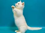 Edwin and Enrico cream minuet boys with short legs - Munchkin Cat For Sale - CA, US