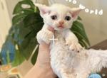 Devons Girl Bio eyes - Devon Rex Cat For Sale - Fontana, CA, US