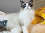 Seal bio Girl - Ragdoll Cat For Sale - Fontana, CA, US