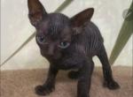 Mani male peterbald sphynx kitten - Sphynx Cat For Sale - Boston, MA, US