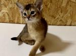 Vanessa - Abyssinian Cat For Sale - Odesa, Odessa Oblast, UA