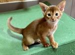 Ustin - Abyssinian Cat For Sale - Odesa, Odessa Oblast, UA