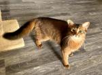 Ivetta - Somali Cat For Sale - Odesa, Odessa Oblast, UA