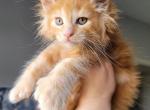 ORANGE - Maine Coon Cat For Sale - Pensacola, FL, US