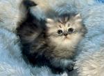 Luna Petit Adopted - Persian Cat For Sale - Tampa, FL, US