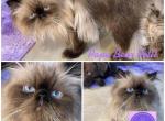 Proven Stud Himalayan Persian - Persian Cat For Sale/Service - Tampa, FL, US