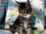 Altan - Maine Coon Cat For Sale - Jonestown, PA, US