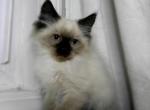 Male Himalayan - Himalayan Cat For Sale - Vestal, NY, US