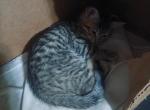 Achilles Last of BengPersdom Litter 2 - Bengal Cat For Sale - Westville, NJ, US