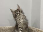 Marquise - Maine Coon Cat For Sale - NY, US