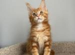 Like - Maine Coon Cat For Sale - NY, US