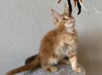 Louis - Maine Coon Cat For Sale - NY, US