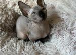 Chocolate Male - Sphynx Cat For Sale - Hemet, CA, US