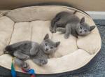 Clover and Jasper litter - Russian Blue Cat For Sale - Hallsville, MO, US