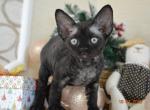 Finn - Devon Rex Cat For Sale - Brooklyn, NY, US