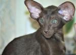 Franky - Oriental Cat For Sale - Brooklyn, NY, US