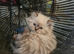 CFA Registered Himalayan Kitten - Himalayan Cat For Sale - Greenville, OH, US