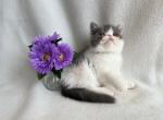 Layla - Exotic Cat For Sale - Lexington, KY, US
