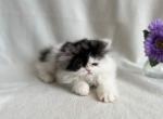 Lamya - Persian Cat For Sale - Lexington, KY, US