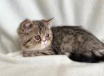 Liam - Exotic Kitten For Sale - Lexington, KY, US