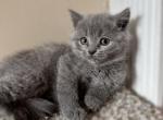 Richard - British Shorthair Cat For Sale - Huntington, NY, US