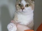 Fergie - Scottish Fold Cat For Sale - Levittown, PA, US