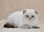 Xandra - Scottish Fold Cat For Sale - NY, US