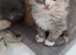 Kalico - Ragdoll Cat For Sale - Dallas, TX, US