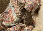 Bengal Savannah kittens - Bengal Cat For Sale - Worcester, MA, US