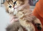 Mango - Scottish Straight Cat For Sale - Levittown, PA, US