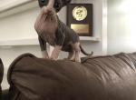 Tonka   Mila X Santiago European Genetics Elf Ears - Sphynx Cat For Sale - Andover, CT, US